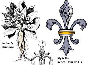 French Fleur de Lis - mandrakes